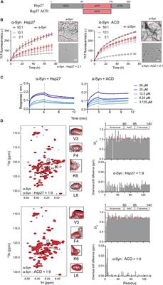 Different Heat Shock Proteins Bind α-Synuclein With Distinct Mechanisms and Synergistically Prevent Its Amyloid Aggregation